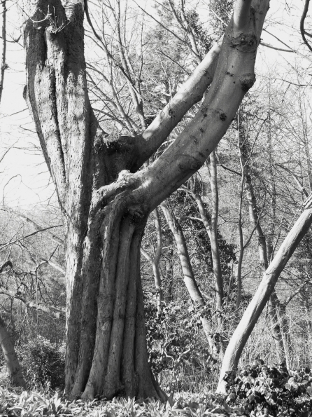 Bois des Moutiers (146) mars 2012